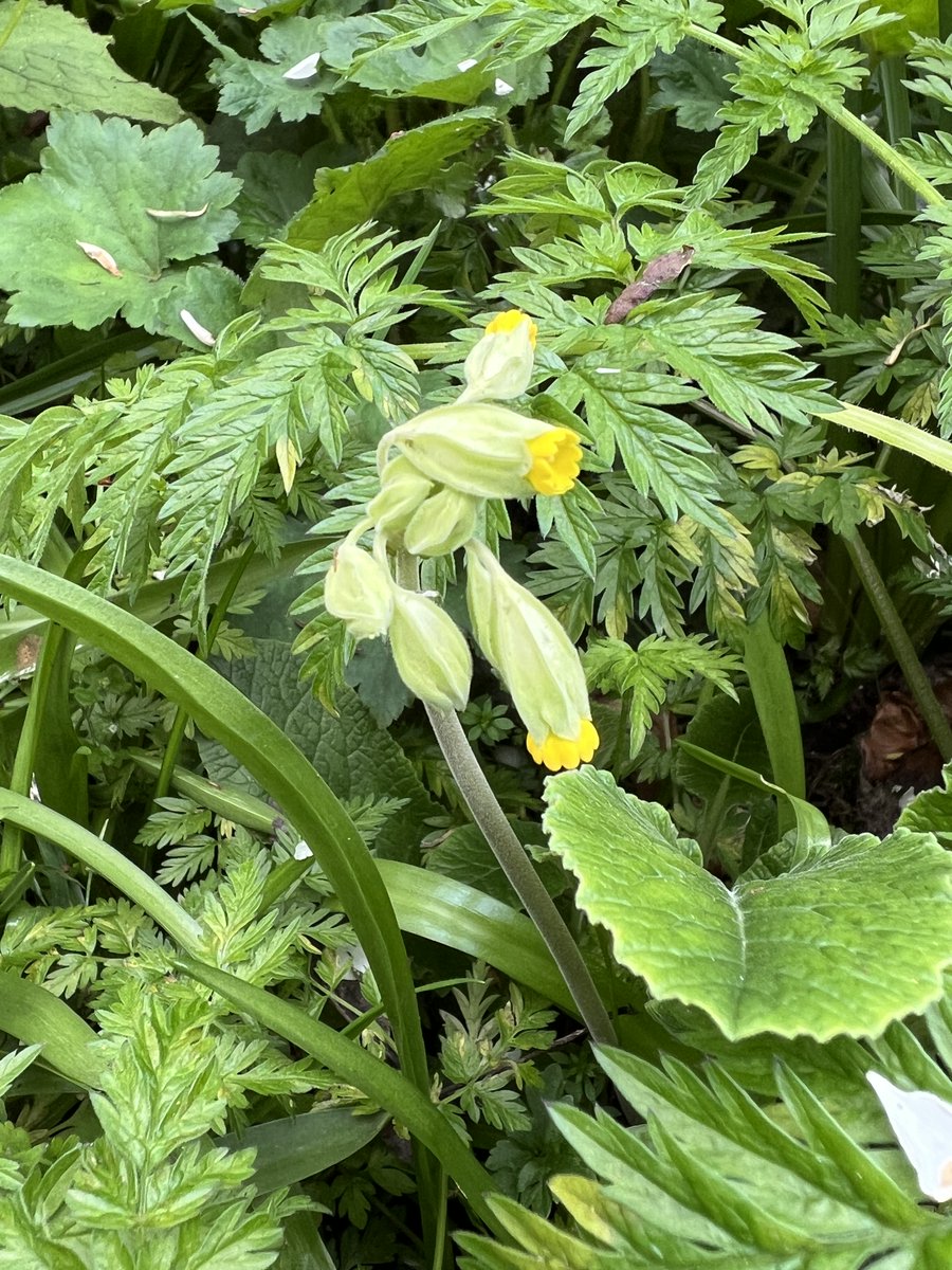 Sam_SSSLearning's tweet image. In my little wildflower orchard
#wildflowerhour #CowslipChallenge
