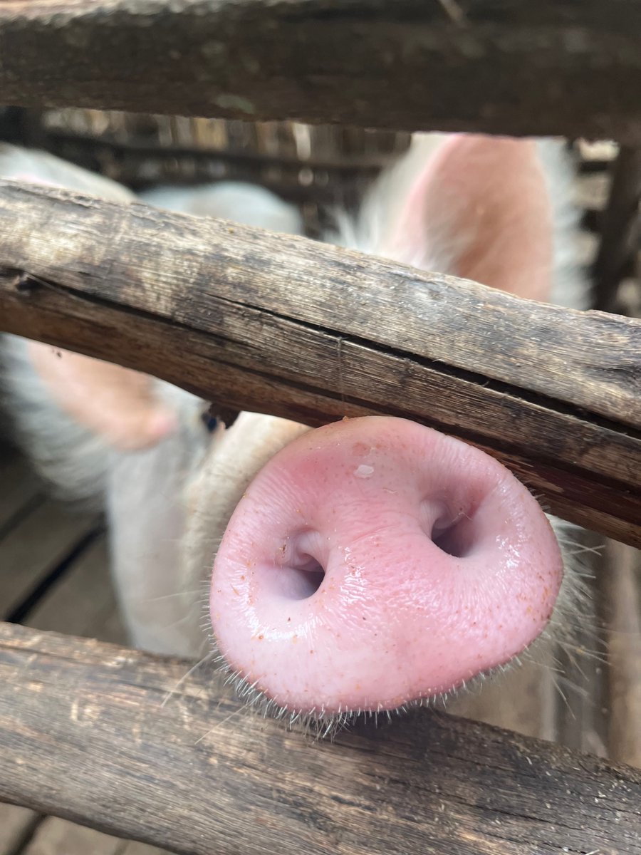 Have you listened to our BBC Radio 4 appeal with @themiltonjones yet? If not, you're not too late to listen here 👉buff.ly/49A9GrS and see how one little pig can change lives forever. Oink oink 🐷 #r4appeal #chanceforchildhood