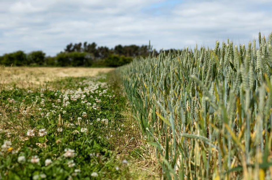 Are carbon markets right for you?? 🤔 Find out by following these 4 steps ⬇️ bit.ly/49BTJS4 #CLA #AD #CarbonMarkets #SustainableFarming