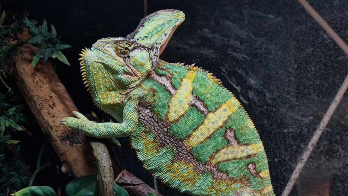 Yemen chameleon Django was found abandoned in a cat crate!

He is now in safe hands at @RSPCABrighton where he is searching for a happy home with an experienced owner. 🦎 

#FindEachOther today: bit.ly/3UgLAOe