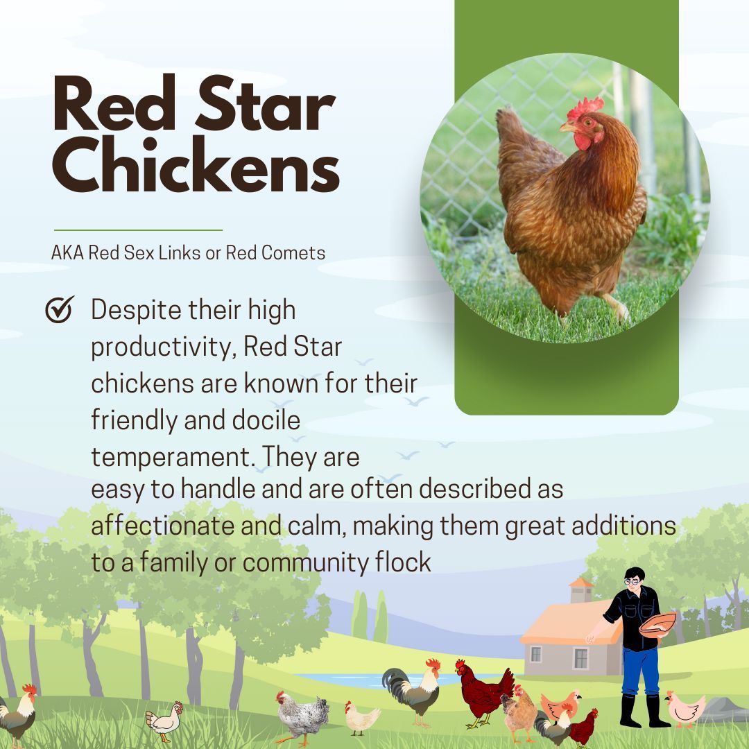 Red Star chickens: where productivity meets personality! 🐔❤️ These affectionate and calm birds are not only great layers but also perfect for families and communities. 

#RedStarChickens #FriendlyFlock #BackyardChickens #ChickensOfInstagram #UrbanChickens #HenHouse #CluckCluck
