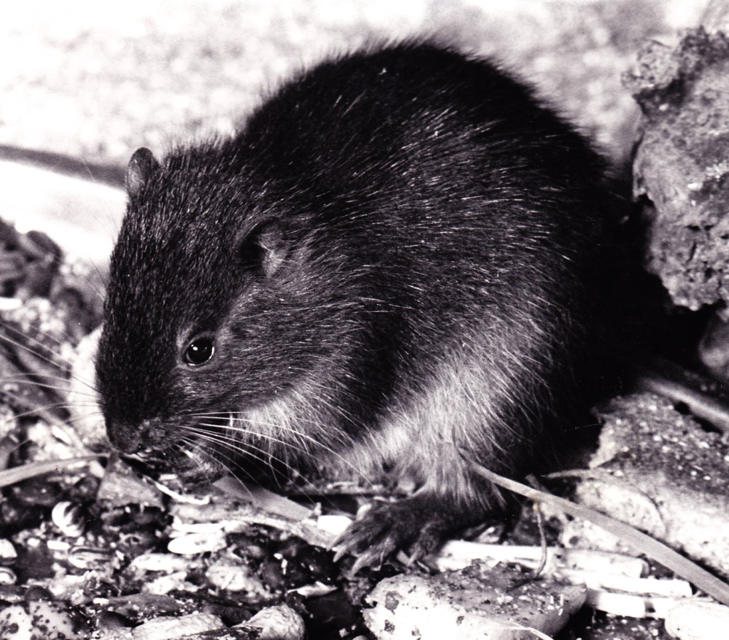 ⭐️ @IUCN_SMSG welcomes its first small mammal PhD student to study the Jamaican hutia! ⭐️ 🐾 Durrell will be a CASE partner, along with @EDGEofExistence 🌿 Jersey Zoo collected vital information about the Jamaican hutia in the 70s and 80s 👉 durrell.org/news/the-smsg-…