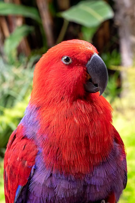 NorthernParrots's tweet photo. Find everything you need for your #Eclectus here. #EclectusDay
https://t.co/iCg4U56Jdt https://t.co/5hzItmxWMi