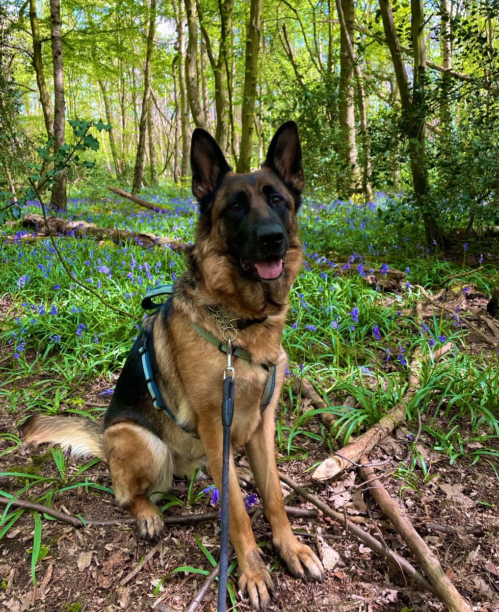 Beautiful lunch walk to the Bluebell woods 🎀 #wellbeing