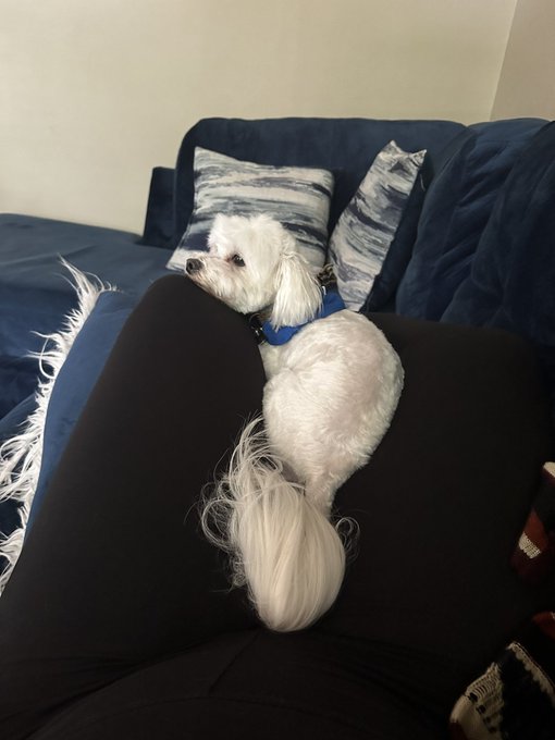 Happy Thursday from my baby Theo! https://t.co/iOj9cgYUgo<a href="/tag/chicagofood"class="tags"><span>#chicagofood</span></a><a href="/tag/iykyk"class="tags"><span>#iykyk</span></a>