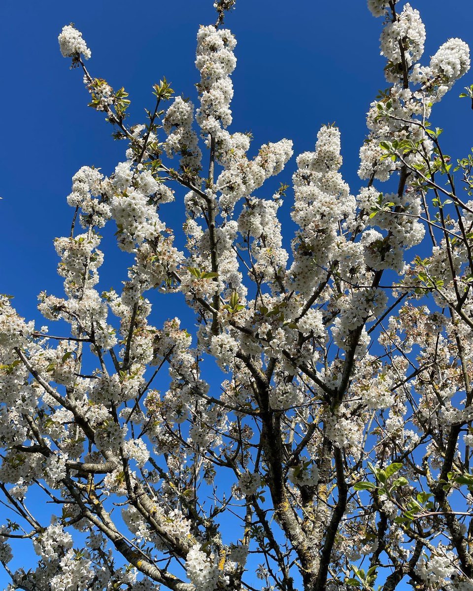 A beautiful morning with the blossom in bloom and a stunning blue sky #spring #blossom #blossoms #sunshine #blue #bluesky