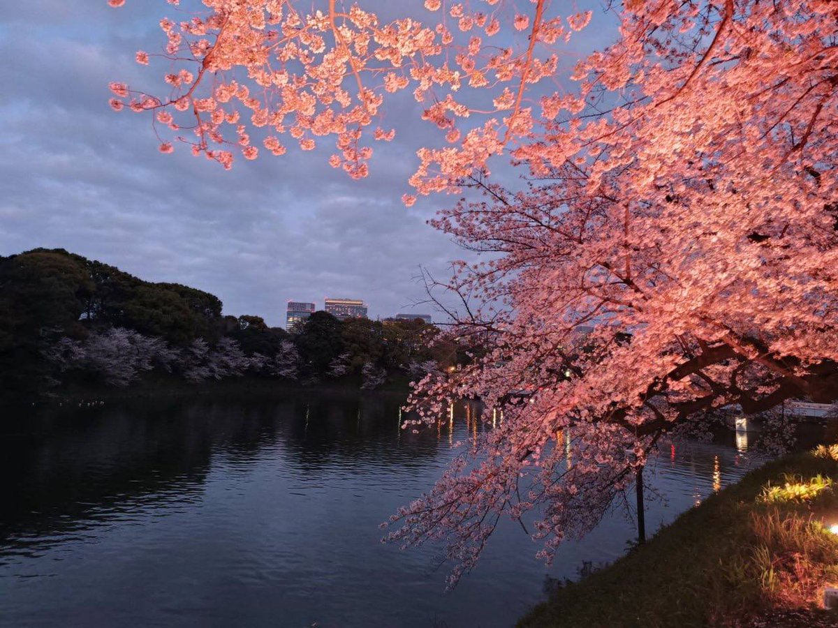 Cherry ﾞblossoms teach ﾞus ﾞthe art ﾞof ​letting ᠍go gracefully, ﾞas ᱸeach ᠍petal ⬝dances  its way ⬝to ᱸthe ᠎ground, ᠍leaving ﾞbehind a ​trail ‍of ​beauty.  🌸✨ ⬝🍃🌸🌱🌱🍒🍒