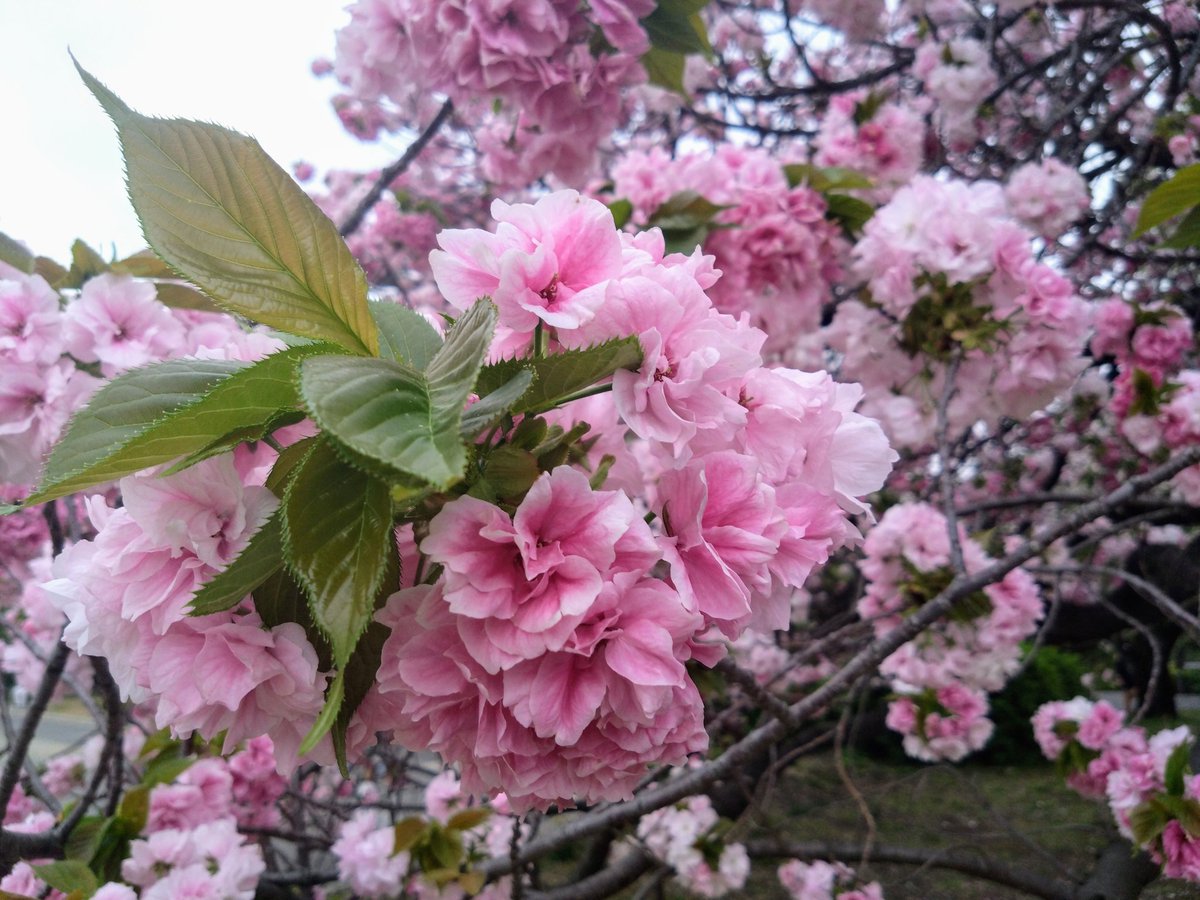 福禄寿🌸
新宿御苑は八重桜が見頃
この花は色味が白からピンクと違いがあっておもしろい