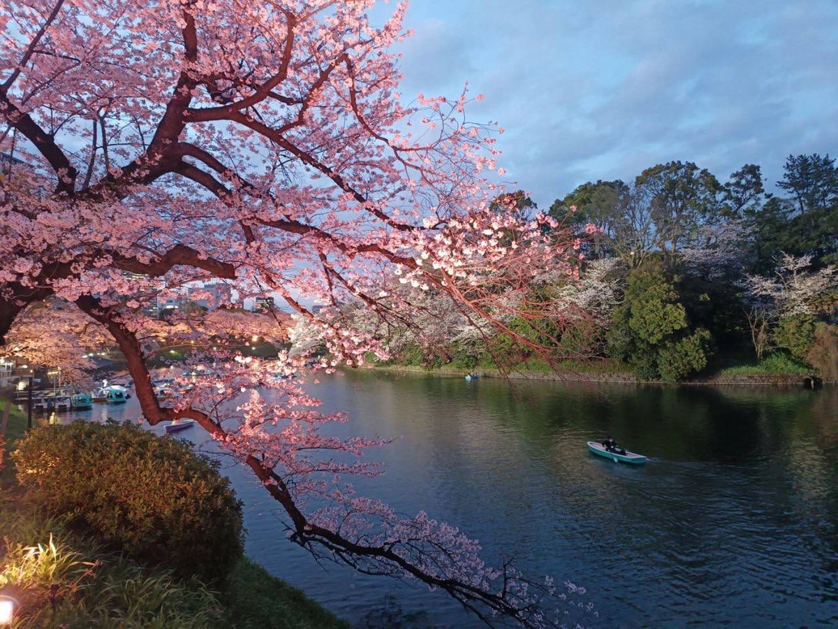 Teautea177028's tweet photo. Cherry ﾞblossoms  teach ‍us ​the art of ⳿letting ᠎go ⬝gracefully, ​as ᱸeach ‍petal ﾞdances ᱸits ﾞway ᠍to ﾞthe ground, leaving behind ⳿a ​trail ⬝of beauty. ᱸ🌸✨᠍ ⬝🍃🌸🌱🌱🍒🍒 https://t.co/6AGtw5AAqu