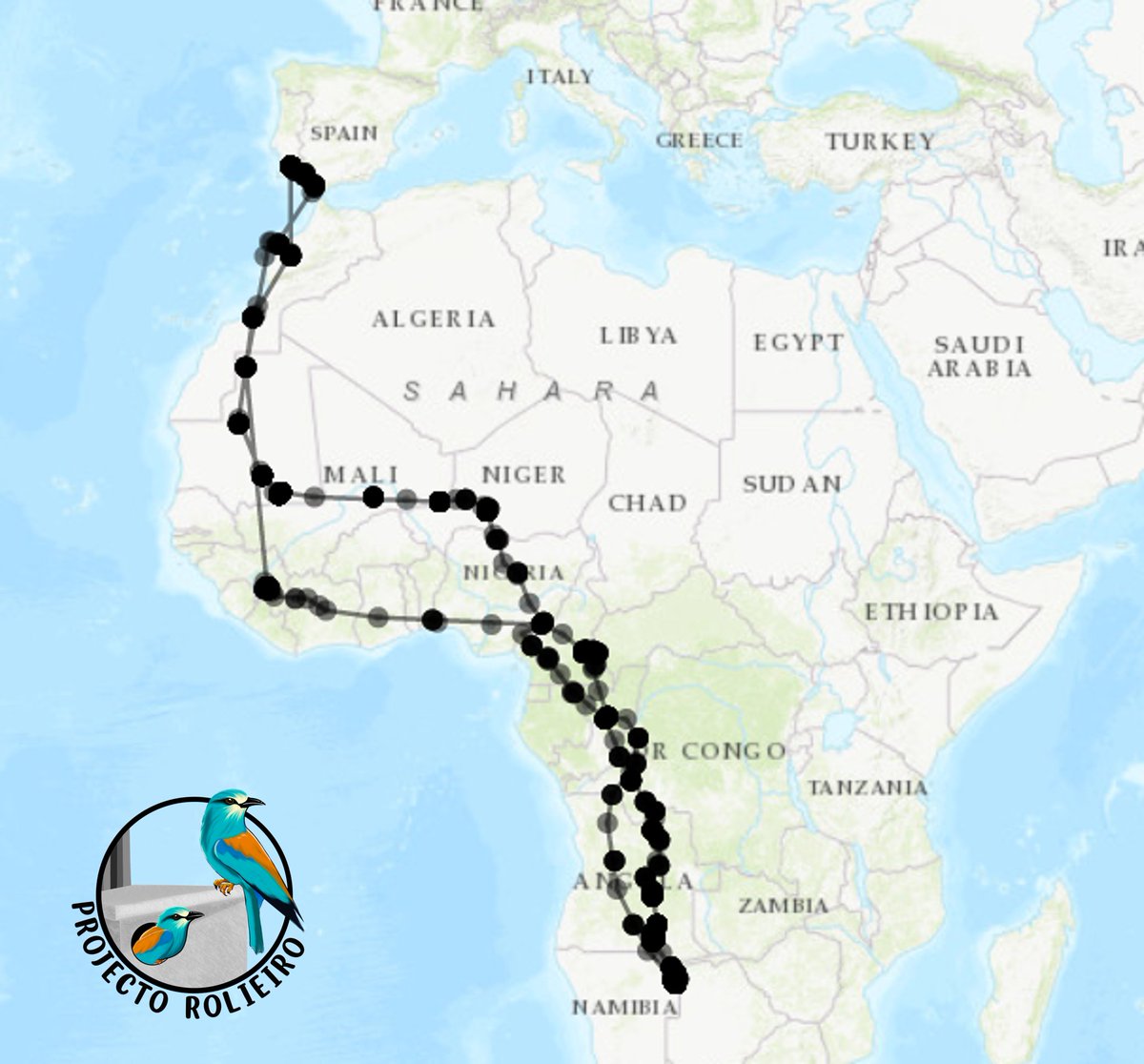 European Rollers are arriving at their breeding grounds and we have just retrieved the data of a GPS-tagged bird! What an incredible journey!
#migration 
#tracking