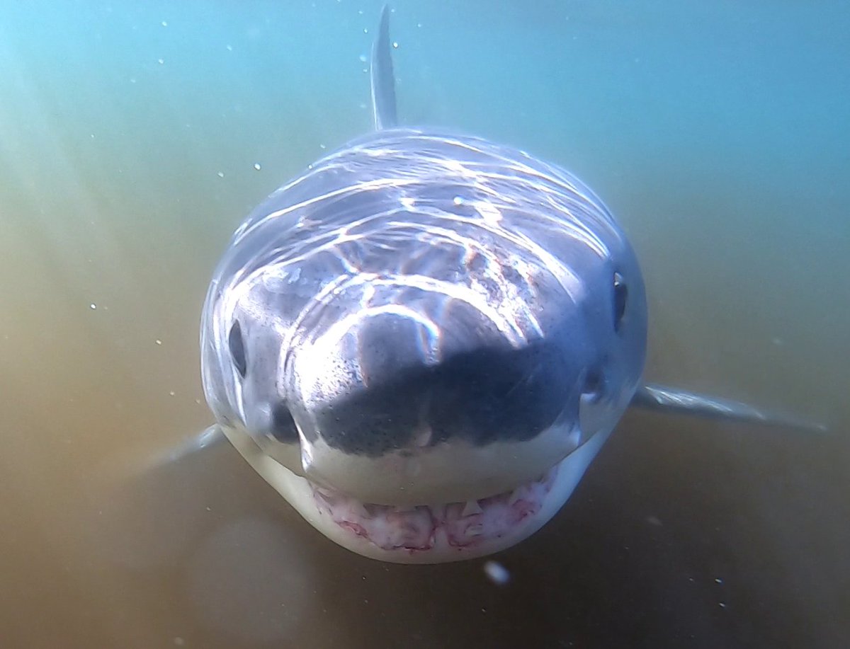 New #WhiteShark #openaccess paper alert! We used #biologging tags to record the movements of sharks in California, finding habitat was key to shaping their swimming patterns and routine... 1/3 murdoch.edu.au/news/articles/…
