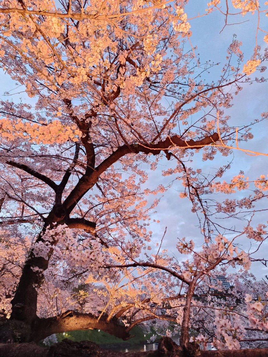 Cherry ᠍blossoms ᠍teach ‍us ﾞthe ​art of letting ﾠgo ⳿gracefully, ᠍as  each ⬝petal  dances its ‍way ﾞto ​the ᠍ground, leaving ᱸbehind ᠍a trail of beauty. ​🌸✨ 🍃🌸🌱🌱🍒🍒