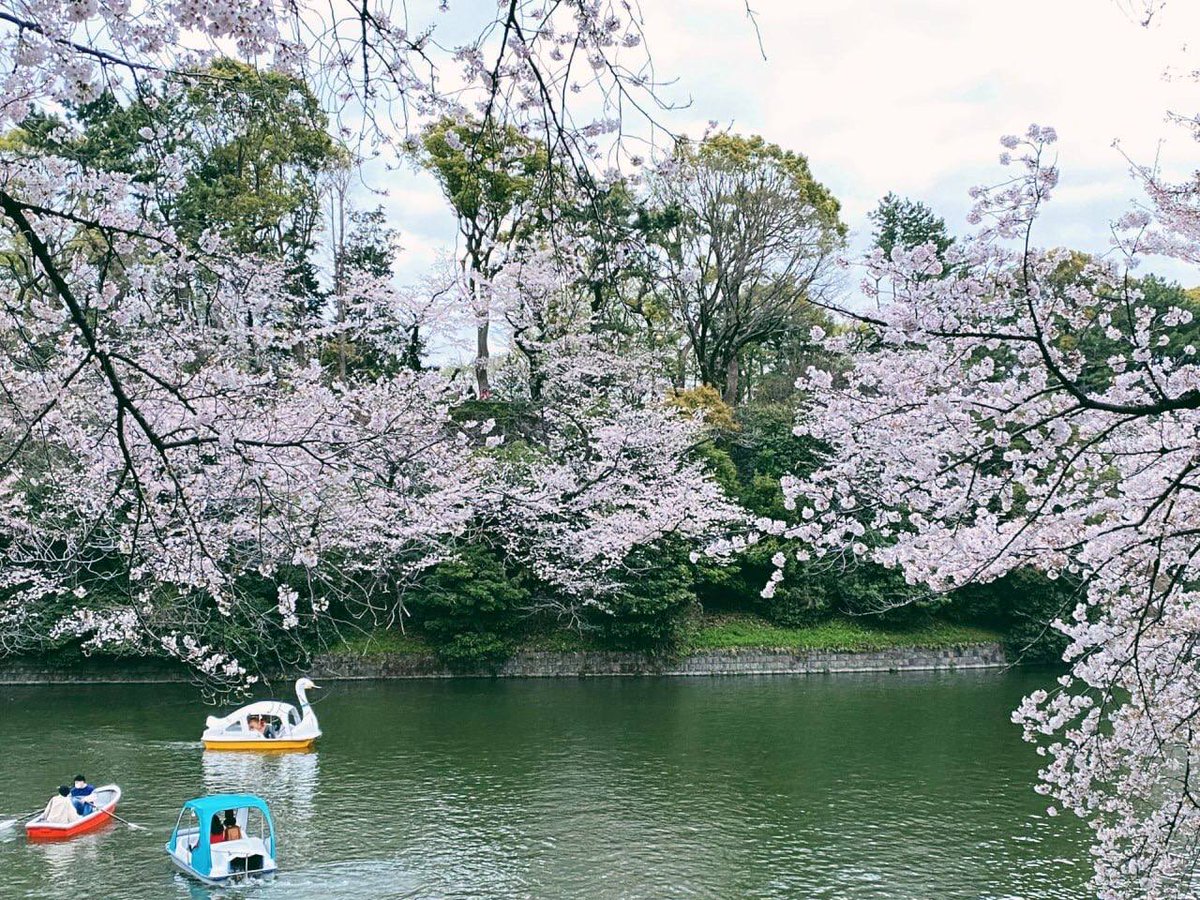 Cherry blossoms teach ⬝us the ​art ﾞof ᠎letting ⬝go gracefully,  as each ﾞpetal ⳿dances its ﾠway  to ⬝the  ground, ᱸleaving ᠎behind ⳿a trail ​of ​beauty. ᠍🌸✨​ ᱸ🍃🌸🌱🌱🍒🍒