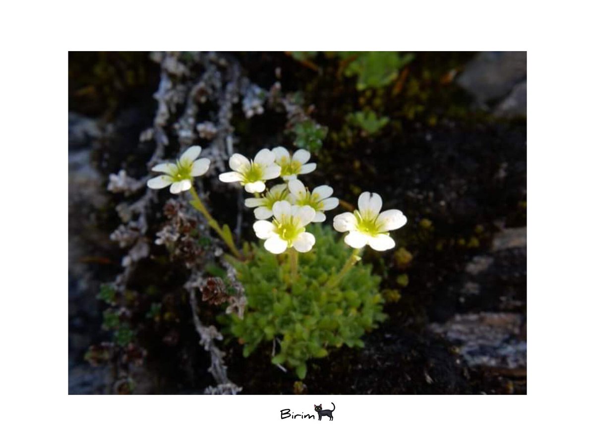 Today.
🌲 🌳 🍃 🌿🍁🍂⛰
.
.
.
.
#modernart #artwork #artworks #artworks_artist #arttours #arts #galleryart #gallery #art #artappreciation
#photography #nature #trekking #forest #사진 #picture #naturephotography #travel #flowers #exploreturkiye