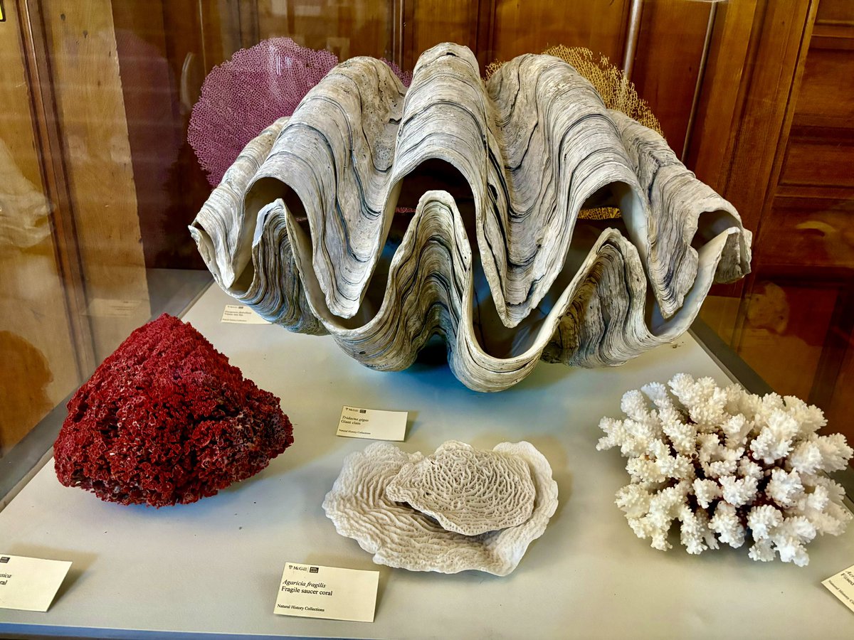 MichelineWilkie's tweet photo. Le Musée Redpath, construit en 1882 sur le campus de l’Université McGill, aiguise la curiosité des petits et grands et nous fait apprécier la diversité biologique et géologique du Québec. 🦕🐚 @Monmontreal
@Montreal @TourismeQuebec #redpathmuseum #universitemcgill @MCV_Montreal https://t.co/g05MFgBhxY