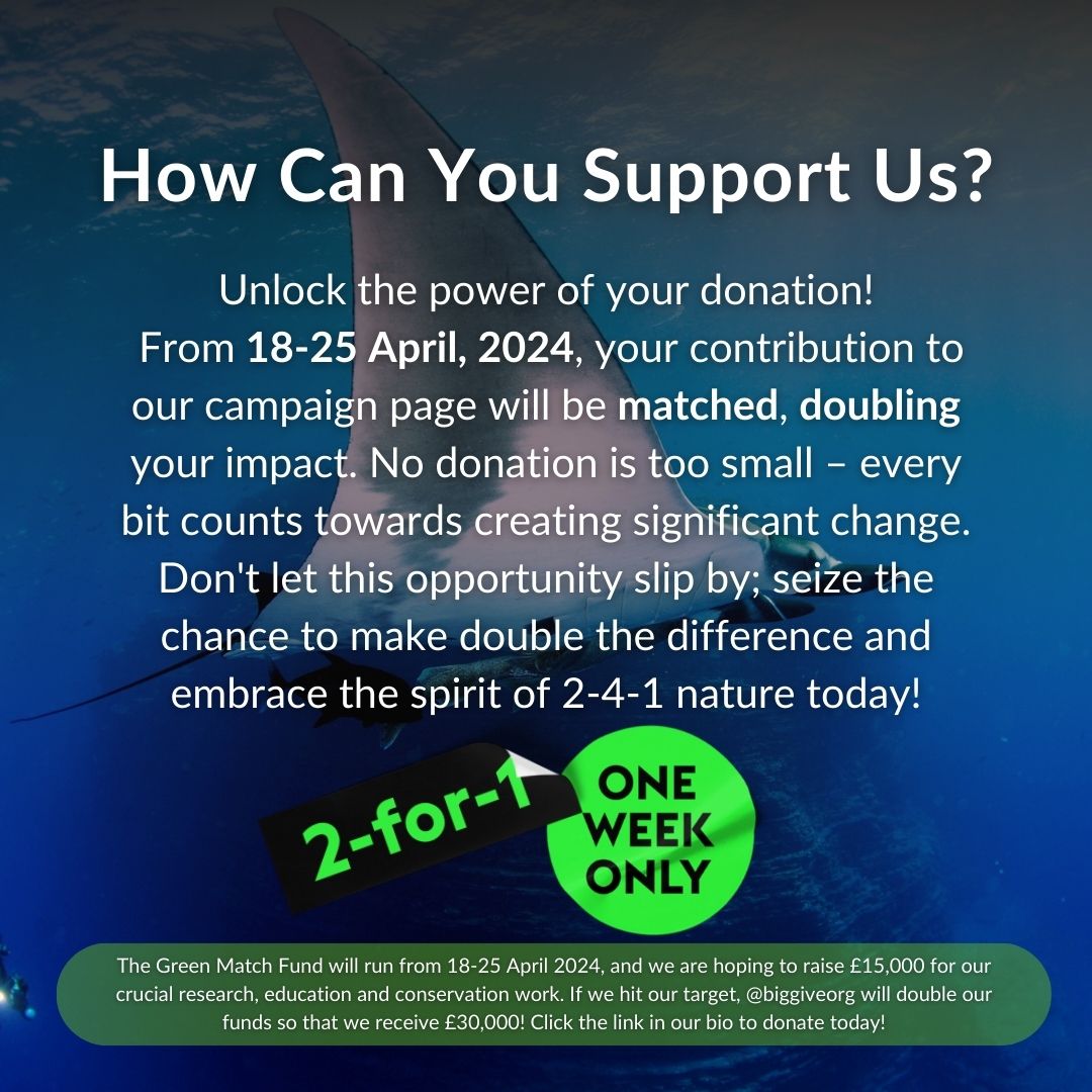 🌊 DOUBLE YOUR DONATION, DOUBLE YOUR IMPACT! 🌊 The Big Give Green Match Fund has officially begun! From the 18th-25th April, every donation made to the Manta Trust, via our campaign page, will be doubled. 🌿🎁 Visit our campaign page here: bit.ly/3Q634KV