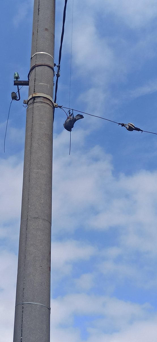 unudepeX's tweet photo. "Făcătorul"de fapte bune. Adică eu.
😂 Am fost la un colaborator și pe stâlp atârna un porumbel legat de o sârmă la vreo 3,5 m. Am încropit cu ce-am găsit un sistem de taiere la altitudine și am eliberat înaripata. Degeaba am o tonă de scule acasă, lucram cu ce gasim. #faptebune https://t.co/L3WeoxV4me
