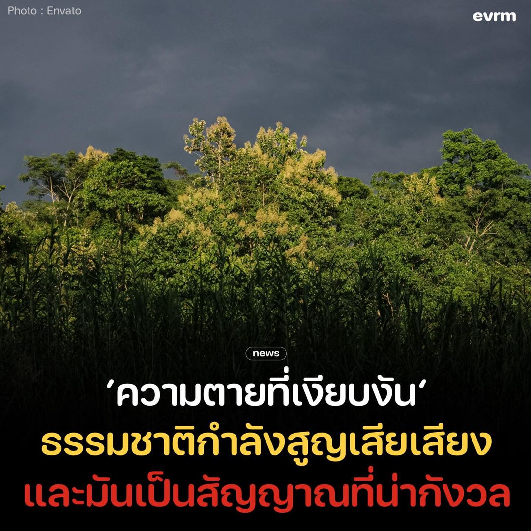 environmanth's tweet photo. ‘ความตายที่เงียบงัน’ นักวิทยาศาสตร์พบธรรมชาติเงียบเสียงลงมากขึ้นเมื่อเทียบกับหลายสิบปีก่อน และนั่นไม่ใช่สัญญาณที่ดีเลย มันแสดงให้เห็นว่าสิ่งต่าง ๆ กำลังสูญหายไป

‘ไม่มีเสียงนกร้อง ไม่มีเสียงน้ำตก ไม่มีเสียงเหยียบพื้นดิน และไม่มีเสียงกระพือปีก ธรรมชาติกำลังไร้เสียงมากขึ้น’ นี่เป็นคำเปรยจาก Bernie Krause นักบันทึกเสียงชาวอเมริกันที่คอยฟังเสียงกว่า 5,000 ชั่วโมงจาก 7 ทวีปในช่วง 55 ปีที่ผ่านมา และจากศาสตราจารย์ Bryan Pijanowski จากมหาวิทยาลัยเพอร์ดูวที่ใช้เวลากว่า 40 ปีเพื่อฟังเสียงของระบบนิเวศต่าง ๆ

พวกเขากล่าวว่าเสียงของธรรมชาติกำลังเงียบลงอย่างรวดเร็ว และจะกลายเป็น ‘ฟอสซิลทางเสียง’ ซึ่งหมายความเสียงต่าง ๆ จะเหลืออยู่แค่ในบันทึกเท่านั้น ไม่มีให้ฟังจริงอีกต่อไป เนื่องจากการตัดไม้ทำลายป่า การเปลี่ยนแปลงสภาพอากาศ มลพิษสิ่งแวดล้อม และปัญหาอีกจำนวนมากที่ส่งผลกระทบต่อธรรมชาติ

เสียงเหล่านี้ต่างเป็นตัวชี้วัดสุขภาพและความหลากหลายทางชีวภาพของระบบนิเวศทั้งป่า ดิน ภูเขา และมหาสมุทร สภาพแวดล้อมที่ไม่เหมือนใครเหล่านี้ต่างสร้างเสียงที่มีเอกลักษณ์ของตัวเอง และนักวิทยาศาสตร์ก็วิเคราะห์เสียงนั้นเพื่อดูว่าในแต่ละสถานที่เป็นอย่างไรบ้าง

น่าเศร้าที่เสียงอันคุ้นเคยหลายอย่างลดน้อยลงเรื่อย ๆ เช่นเสียงนกร้องยามเช้าที่ใครหลายคนในเมืองไม่ได้ยินมันอีกต่อไปแล้ว และจะกลายเป็นสิ่งที่รุ่นลูกหลานของเราไม่เคยฟัง รวมถึงเสียงสัตว์ร้องและขณะที่มันเดินเหยียบหญ้า ความเงียบงันกำลังปกคลุมไปทั่วทุกที่ เหลือไว้แค่เสียงจอแจจากมนุษย์เท่านั้น

“การเปลี่ยนแปลงนั้นลึกซึ้งมาก และสิ่งเหล่านี้เกิดขึ้นทุกที่” Bernie Krause บอก เขาประเมินว่ากว่า 70% ของเสียงที่เคยได้ยินเมื่อ 30 ปีที่แล้วไม่มีอยู่อีกต่อไป ราวกับว่าระบบนิเวศเผยให้เห็น ‘ความตายที่เงียบงัน’ ของมันเอง

#แม้แต่ในใต้น้ำก็ไม่รอด
ในการศึกษาเมื่อปี 2021 ที่เผยแพร่ในวารสาร Nature ระบุว่าพื้นที่กว่า 200,000 แห่งทั่วยุโรปและอเมริกาเหนือเงียบลงอย่างน่าตกใจ ซึ่งทีมวิจัยเชื่อว่าเป็นเพราะ “การสูญเสียความหลากหลายทางเสียงและความเข้มข้นของภาพเสียง แพร่หลายไปทั่วทั้งสองทวีปในช่วง 25 ปีที่ผ่านมา โดยได้รับแรงหนุนจากการเปลี่ยนแปลงของความอุดมสมบูรณ์ของสายพันธุ์”

พร้อมกับเสริมว่า “หนึ่งในวิถีทางพื้นฐานที่มนุษย์มีส่วนร่วมกับธรรมชาตินั้นกำลังเสื่อมถอยลงอย่างรุนแรง และอาจส่งผลกระทบอย่างกว้างขวางต่อสุขภาพและความเป็นอยู่ของมนุษย์” รวมถึงสถานที่ใต้มหาสมุทรด้วยเช่นกัน

ในช่วงสงครามเย็น กองทัพเรือสหรัฐฯ ได้ใช้ระบบเฝ้าระวังใต้น้ำเพื่อติดตามเรือดำน้ำฝ่ายโซเวียต และพบว่าแนวปะการังนั้นสร้างเสียงได้น่าสนใจมากเมื่อคลื่นจากโซนาร์เข้ากระทบ นักวิทยาศาสตร์พลเรือนสามารถเข้าถืงข้อมูลลับนี้ได้เมื่อปี 1990 ซึ่งทำให้ประหลาดใจอย่างยิ่ง

“เมื่อใดก็ตามที่เราไปแนวปะการังที่สมบูรณ์แข็งแรง มันทำให้เราทึ่งมาก เสียงต่าง ๆ ที่เราได้ยิน” ศาสตราจารย์ Steve Simpson ผู้เฝ้าติดตามแนวปะการังโดยใช้ไฮโดรโฟน(ไมโครโฟนใต้น้ำ)มานานกว่า 20 ปี กล่าว “แนวปะการังที่แข็งแรงคืองานรื่นเริงแห่งเสียง”

ธรรมชาติส่งเสียงร้องออกมาอย่างสดใส จนกระทั่งในปี 2015-2016 ที่เกิดเหตุการณ์ฟอกขาวครั้งใหญ่ทำให้ประชากรปะการังเสียหายไปมากกว่าครึ่งหนึ่งของโลก และเมื่อศาสตราจารย์ Simpson กลับไปฟังเสียงพวกมันอีกครั้ง ก็เหลือแค่เพียงความเงียบงันราวกับว่า “แนวปะการังร้องไห้ใส่หน้ากาก(ดำน้ำ)ของเรา”

หากใต้น้ำยังเสียหายขนาดนี้ แล้วบนบกล่ะจะยิ่งแย่แค่ไหน? Hildegard Westerkamp นักนิเวศวิทยาด้านเสียงชาวแคนาดา ได้บันทึกเสียงมาเป็นเวลากว่าครึ่งศตวรรษ กล่าวว่าประชากรสัตว์ป่ามีจำนวนลดลงโดยเฉลี่ยเกือบ 70% ทั่วโลก

“เสียงและความเงียบเหล่านี้พูดกลับมาหาเราเหมือนกระจก” เธอกล่าว ในการเริ่มต้นโครงการ ‘World Soundscape’ ที่พยายามบันทึกเสียงในระบบนิเวศต่าง ๆ ให้ได้มากที่สุดเมื่อปี 1973 ได้ทำให้นักวิทยาศาสตร์ต้องตระหนัก ว่าปัญหาเหล่านี้น่ากังวลมากแค่ไหน

ข้อมูลเสียงเหล่านั้นถูกนำมาใช้ควบคู่กับข้อมูลภาพเพื่อติดตามสัตว์ป่าต่าง ๆ และสนับสนุนแนวทางในการอนุรักษ์เพื่อรักษาความสมบูรณ์ของระบบนิเวศไว้ และเมื่อเวลาผ่านไป เทคโนโลยีด้านไมโครโฟนก็พัฒนาขึ้น ทำให้นักวิทยาศาสตร์สามารถฟังเสียงที่ไม่ได้ยินด้วยหูมนุษย์ได้ ซึ่งระบุได้ว่าเป็นเสียงที่พืชพรรณสร้างขึ้นเมื่อพวกมันเกิดความเครียด แล้วความเครียดนั้นมาจากไหน?

#ภัยคุกคามโหมกระหน่ำ
เมื่อปี 2017 ครอบครัวของ Bernie Krause ต้องประสบกับไฟป่าแคลิฟอร์เนียตอนเหนือครั้งใหญ่ เปลวเพลิงที่รุนแรงทำให้บ้านของเขาสูญหาย แต่ยิ่งกว่านั้นมันได้เผาพื้นที่ใกล้เคียงที่เป็นบ้านของสรรพชีวิตไปกว่า 80% ของสวนสาธารณะ

แม้ต้นเมเปิลใหญ่จะรอดมาได้ ซึ่งแลกมากับกิ่งก้านที่สูญเสียไปบางส่วน แม้สภาพภายนอกจะยังดูดีอยู่ แต่ทว่าภายในของมันนั้นราวกับทหารผ่านศึกที่ได้รับบาดเจ็บสาหัส Breck Parkman นักโบราณคดีของสวนสาธารณะของรัฐเคยเชื่อว่าต้นไม้ต้นนี้จะอยู่ไปได้อีก 200-300 ปี แต่แล้วพวกเขาก็พบว่ามันจะไม่มีวันนั้น

“นกรู้ว่าต้นไม้นั้นยิ่งใหญ่ สำหรับพวกเขา(นก)แล้ว นี่คือต้นไม้แห่งชีวิต” เขากล่าว “มันเป็นความเศร้าประเภทหนึ่งซึ่งยากที่จะอธิบาย”

แม้หลายพื้นที่ไฟป่าจะเป็นเรื่องธรรมชาติที่เกิดขึ้นตามฤดูกาล ไฟจะช่วยย่อยสลายใบ้ไม้และกิ่งไม้ที่ตายแล้วให้กลายเป็นสารอาหารหมุนเวียนกลับสิ่งแวดล้อม สิ่งสำคัญคือต้นไม้และสัตว์ต่างปรับตัวเข้ากับฤดูไฟป่าได้ พวกมันจึงรู้จักหลีกเลี่ยงเมื่อไฟมาตามฤดูกาล

แต่ในปัจจุบันที่การเปลี่ยนแปลงสภาพอากาศรุนแรงขึ้นพร้อมกับภาวะโลกร้อน ทำให้อากาศในหลายพื้นที่แห้งแล้งขึ้นซึ่งมีโอกาสเกิดไฟป่าง่ายขึ้น นี่ยังไม่รวมไฟที่จุดขึ้นโดยเจตนาของมนุษย์ ทำให้ช่วงไม่กี่ปีที่ผ่านมามีไฟป่ารุนแรงขนาดใหญ่หลายครั้งซึ่งสร้างความเครียดให้กับสิ่งมีชีวิต และนักวิทยาศาสตร์ก็ตรวจจับความเปลี่ยนแปลงนั้นได้

“การได้ยินความเงียบของพืชและสัตว์พื้นเมืองเหล่านั้น เป็นเรื่องที่น่าเสียใจเพราะสิ่งเหล่านั้นเป็นญาติของเรา” Desirae Harp นักการศึกษาที่สวนสาธารณะแคลิฟอร์เนีย กล่าว ความเงียบนั้นทำให้จิตใจแตกสลายได้ “ฉันรู้สึกเหมือนการฆ่าล้างเผ่าพันธุ์เมื่อเราทำลายระบบนิเวศทั้งหมด แต่เรามักไม่เข้าใจถึงความหมายของสิ่งนั้นเสมอไป”

#ความเปลี่ยนแปลง
หนึ่งในหนังสือด้านสิ่งแวดล้อมที่โดดเด่นที่สุดของศตวรรษที่ 20 นั่นคือ ‘Silent Spring’ โดย Rachel Carson (ซีรีย์เรื่อง 3 Body Problem ก็อ้างอิงถึงหนังสือเล่มนี้เช่นกัน) ได้กล่าวเอาไว้ว่า หากผู้คนยังไม่หยุดทำลายธรรมชาติ โดยเฉพาะอย่างยิ่งการใช้ยาฆ่าแมลง(ปัจจุบันถูกควบคุมเรียบร้อยแล้ว) จะทำให้จำนวนนกและสัตว์ป่าอื่น ๆ ลดลงอย่างต่อเนื่อง พร้อมกับความเงียบงันที่ปกคลุมโลกธรรมชาติ

เมื่อดูเนื้อหาของหนังสือคร่าว ๆ แล้ว ดูเหมือนว่าสิ่งนี้ก็กำลังเกิดขึ้นในโลกแห่งความเป็นจริง “เรากำลังดู(หนังสือ)เรื่องนี้ในช่วงชีวิตของเราเอง ซึ่งมันน่าตกใจ” Bernie Krause กล่าว

การเปลี่ยนแปลงสภาพอากาศ กำลังทำให้เกิดการเปลี่ยนแปลงโครงสร้างของเสียงตามธรรมชาติโลก สิ่งนี้ไม่ได้เกิดขึ้นกับเฉพาะสัตว์หรือต้นไม้เท่านั้น แต่รวมถึงน้ำด้วย เมื่อก่อนผู้คนลงเล่นน้ำตามแม่น้ำลำธาร ไปตกปลา ไปเดินเล่น และไปพักผ่อนกันเป็นประจำ แต่ปัจจุบันหลายแห่งน้ำลด สูญหาย และสกปรก

เสียงน้ำไหลที่เคยกังวลกลับลดน้อยลง เสียงน้ำตกที่สดชื่นก็เปลี่ยนไป ความหลากหลายทางชีวภาพที่เกี่ยวข้องกับแม่น้ำก็หายไปเช่นกัน เส้นทางน้ำที่เคยเป็นสายใยสำคัญของชีวิตไม่มีอีกต่อไป

สำหรับนักวิจัยแล้ว เสียงที่หายไปคือข้อมูลทางวิทยาศาสตร์ และมันก็เป็นความโศกเศร้าด้วยเช่นกัน

“ในฐานะนักวิทยาศาสตร์ ผมมีปัญหาในการอธิบายว่าความหลากหลายทางชีวภาพคืออะไร” Marcus Maeder นักนิเวศวิทยาด้านเสียงจากสวิตเซอร์แลนด์ กล่าว “แต่ถ้าผมเล่นเสียงและพูดถึงสิ่งที่กำลังพูดอยู่ เสียงเหล่านี้ก็คือความหมายของสถานที่แห่งนั้น”

“เสียงเป็นตัวกระตุ้นอารมณ์ที่ทรงพลังที่สุดสำหรับมนุษย์ ความทรงจำเกี่ยวกับเสียงก็แข็งแกร่งมากเช่นกัน ผมกำลังคิดถึงเรื่องนี้ในฐานะนักวิทยาศาสตร์ แต่ก็ยากที่จะไม่แสดงอารมณ์ออกมาได้”

ที่มา
- nature
- pnas
- theguardian
Photo : Talha988/Envato