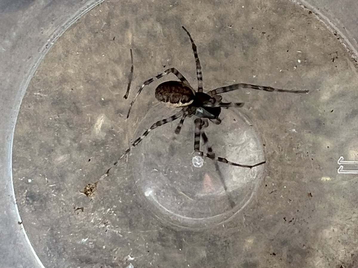 Go Wild Scotland Ranger tweet media