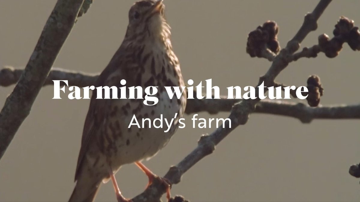 'It's fascinating to see how quickly nature recovers if you just give it that little opportunity', says Andy Gray of his @Natures_Voice Fair to Nature certified farm, supplying @FarmWilder youtu.be/V4172F4WfW0?si… #naturefriendlyfarming