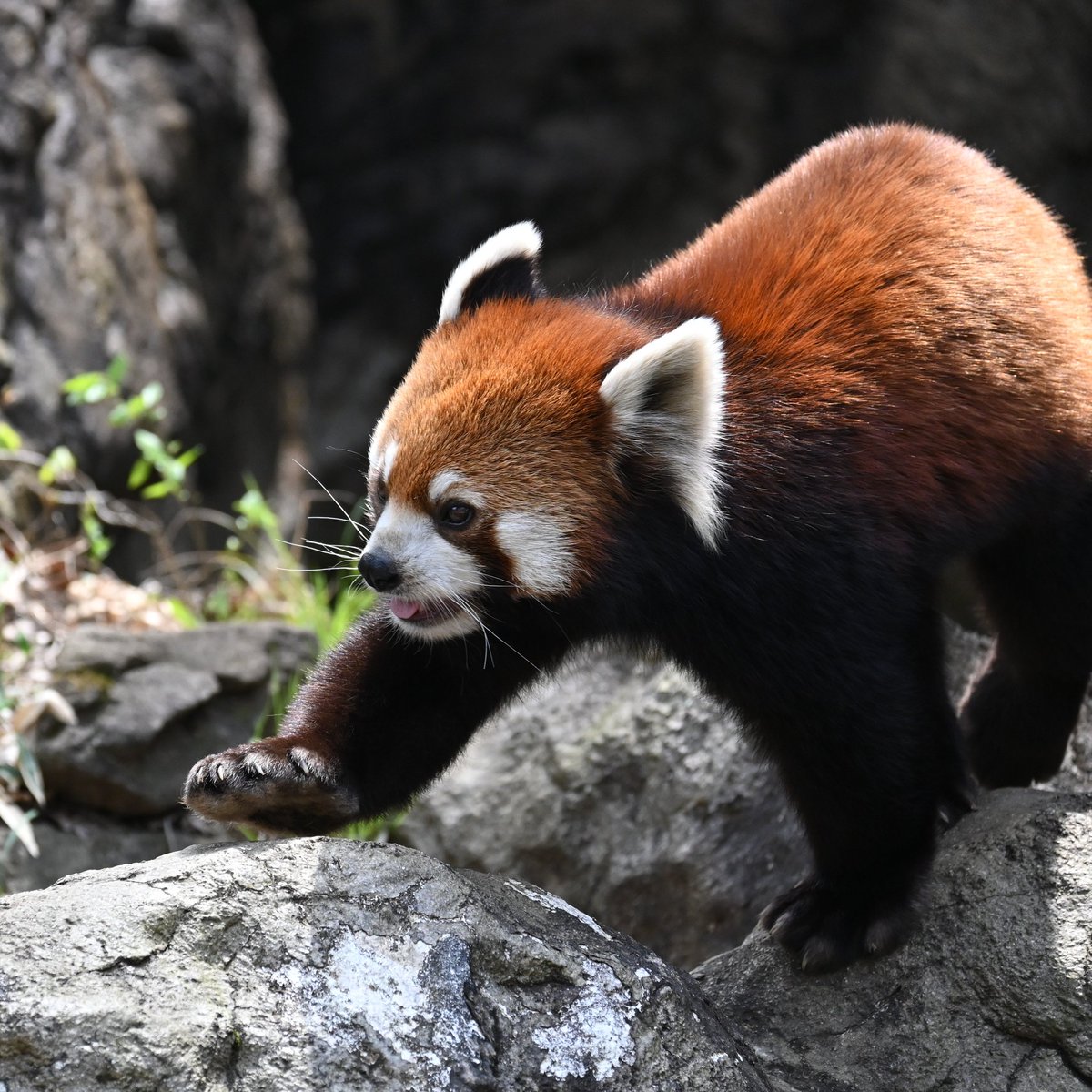 よいしょ よいしょ
まめちゃん巡回中
2024.4.7
#よこはま動物園 
#ズーラシア 
#レッサーパンダ
#まめたろう
#RedPanda