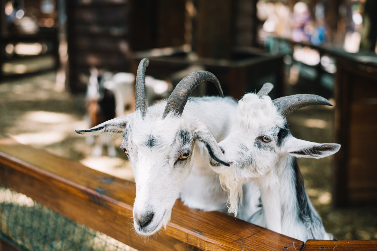 When selecting goats, producers should focus on what they are trying to achieve. Selecting the best goat genetics can involve a combination of visual assessment of conformation and structure as well as genetic assessment. #bethegoat #goatunltd