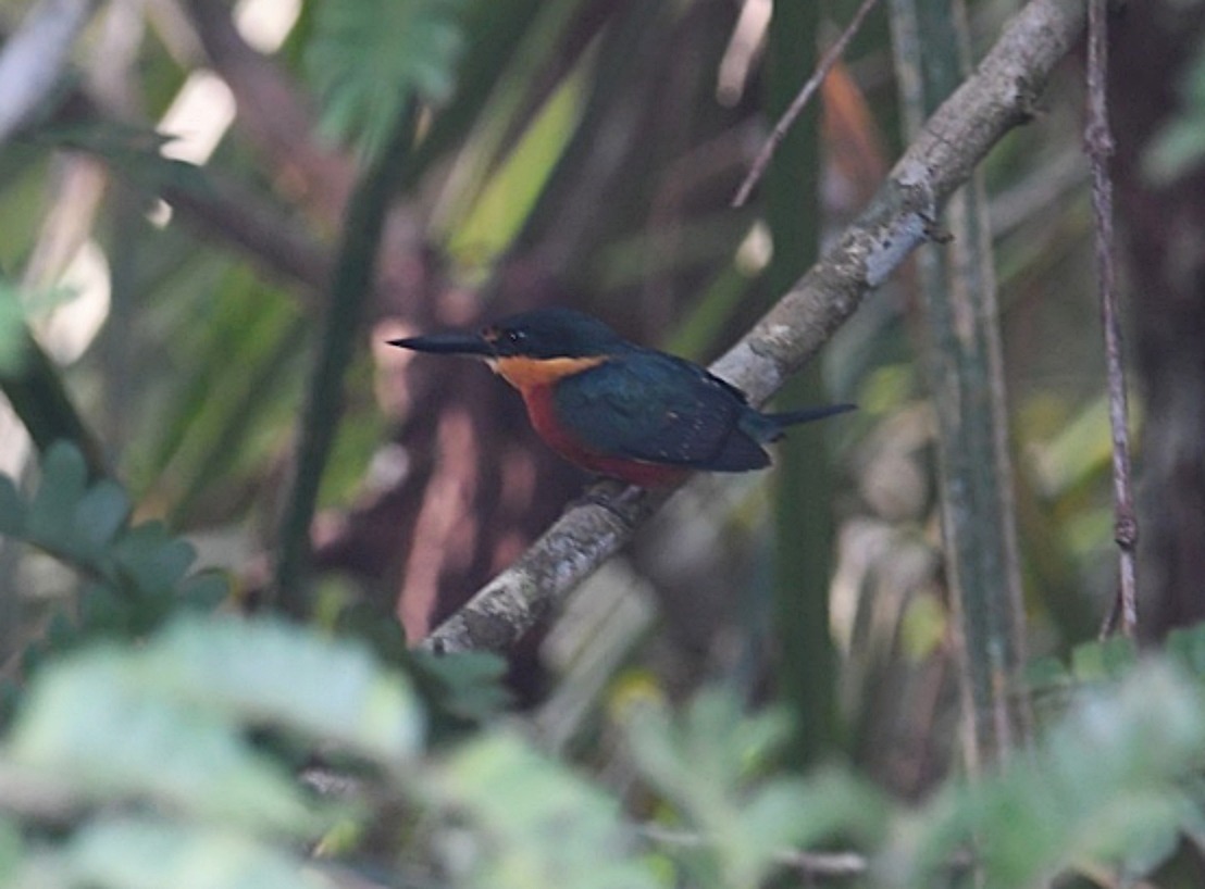 Last Tuesday We had a great birding morning along with @AlexOuthwaite and @IntrepidEscape. We went to look for the Boat-billed Herons in their nesting colony. We spotted 3 species of Kingfishers, the most surprising: an American Pygmy Kingfisher. #catm2024 @ESATravelSV