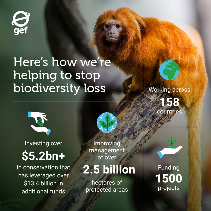 From mitigating the impact of climate change to underpinning economies, the natural world is crucial to life as we know it 🌾 We cannot afford to lose it 🌍 Learn more about how @theGEF is helping protect #biodiversity: wrld.bg/Sff550POJnm