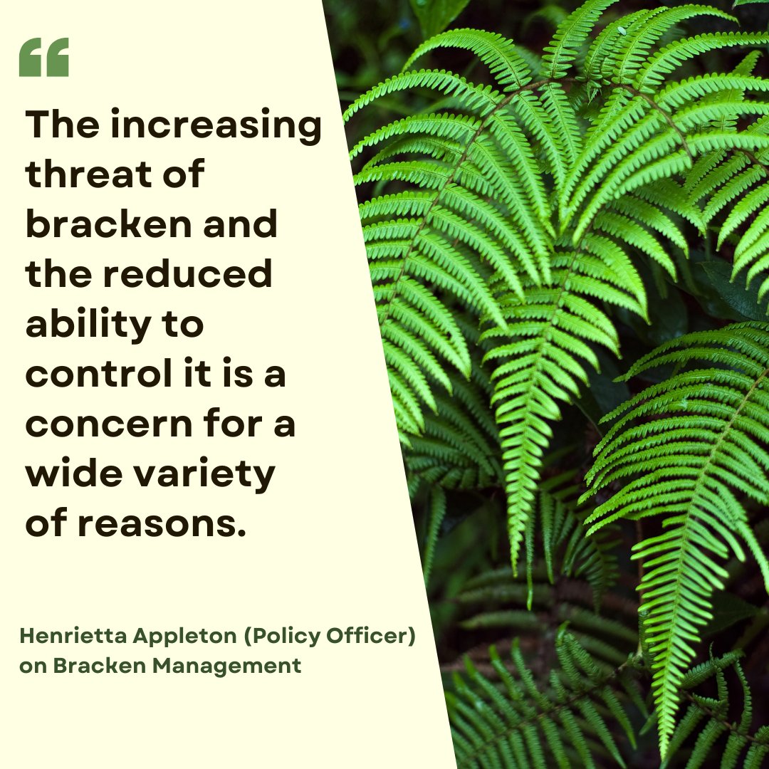 Bracken has become a contentious subject for land managers, whilst it has some benefits, it is invasive and becomes dominant, which can have a range of negative impacts. Read the full blog here 👇 gwct.org.uk/blogs/news/202…