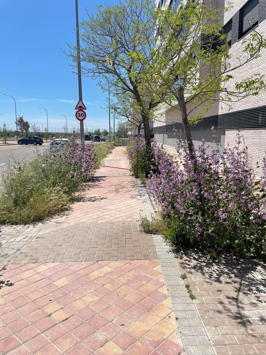 Matas_vk's tweet photo. @JMDvivallecas  @carlosgpereira_  cuando vais a desbrozar toda  la Avenida Gran Via del Sureste? Es una vergüenza como está…

@PSOEVallecasV @VOX_V_Vallecas @MasVallecas @PPVillaVallecas https://t.co/4swUMB3QAk