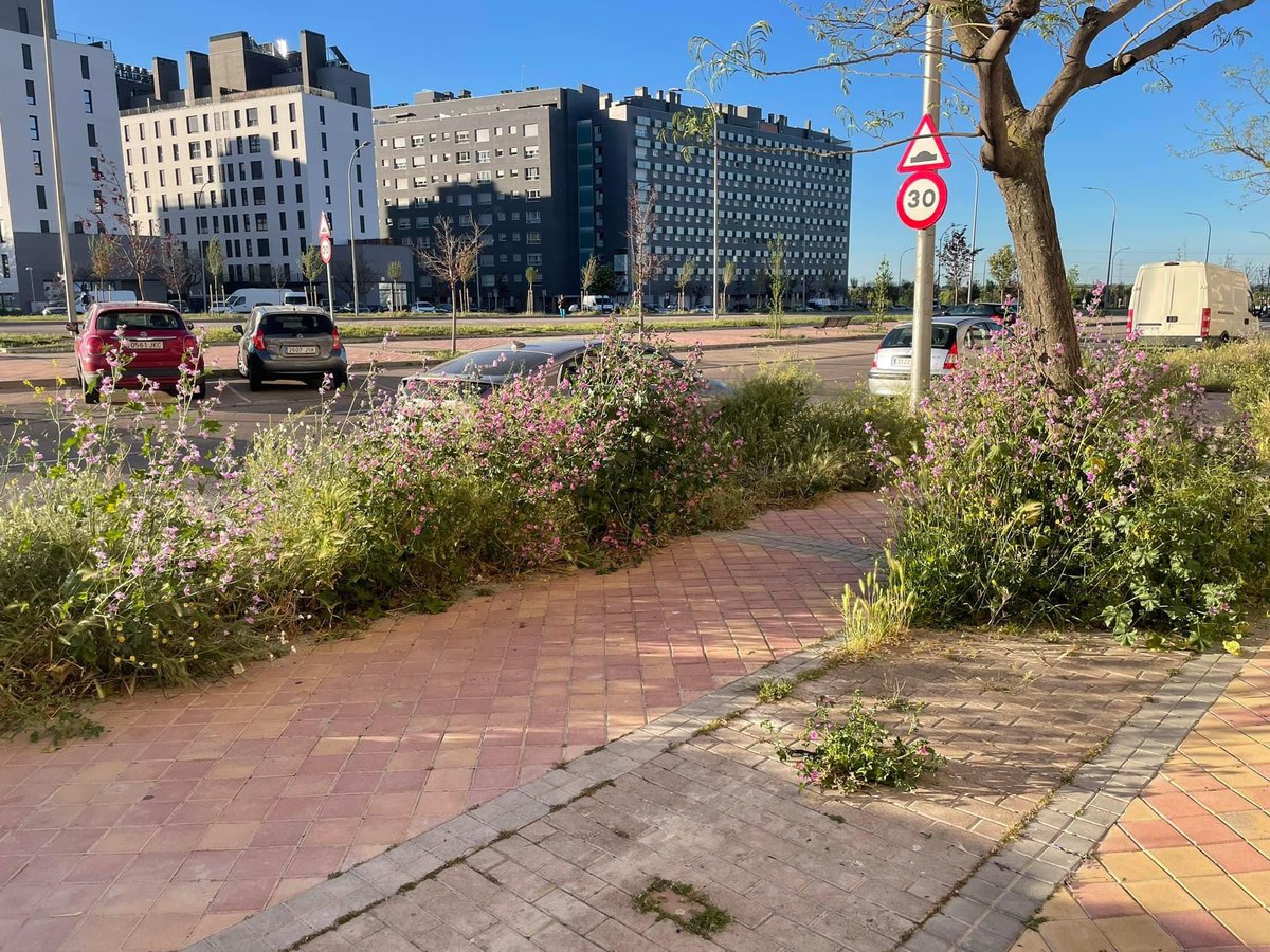 Matas_vk's tweet photo. @JMDvivallecas  @carlosgpereira_  cuando vais a desbrozar toda  la Avenida Gran Via del Sureste? Es una vergüenza como está…

@PSOEVallecasV @VOX_V_Vallecas @MasVallecas @PPVillaVallecas https://t.co/4swUMB3QAk