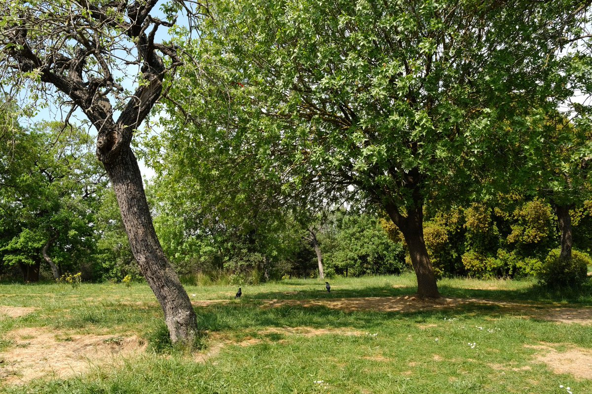 Validebağ Korusu’nu ekolojik restorasyon ile koruyacağız. 

Prof. Dr. Yasin Çağatay Seçkin ile Validebağ Gönüllüleri’ni ziyaret ettik, koruyu gezdik. 

#ValidebağKorusu sadece bir yeşil alan değil, aynı zamanda Üsküdarımızın nefes almasını sağlayan bir hayat kaynağı. 🌿