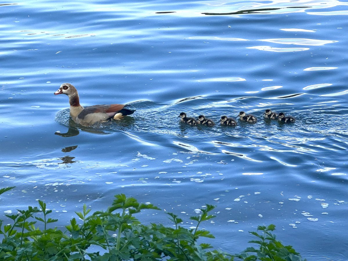 make way for ducklings @Thames21 @ThamesPics @ThamesPathNT @RiverThames @ruths_gallery @Tidal_Thames95