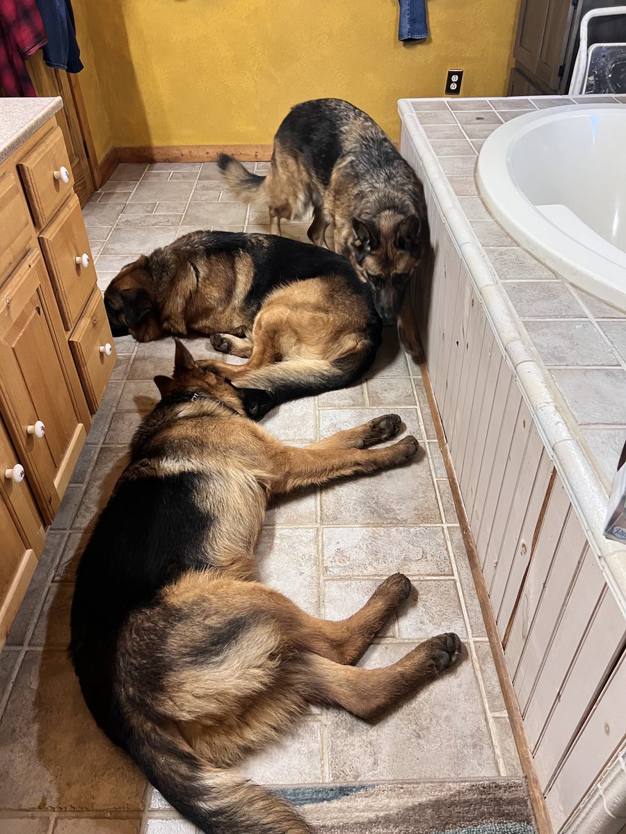 My security detail making sure I am safe while I brush my teeth 🤣🤣🤣❤️