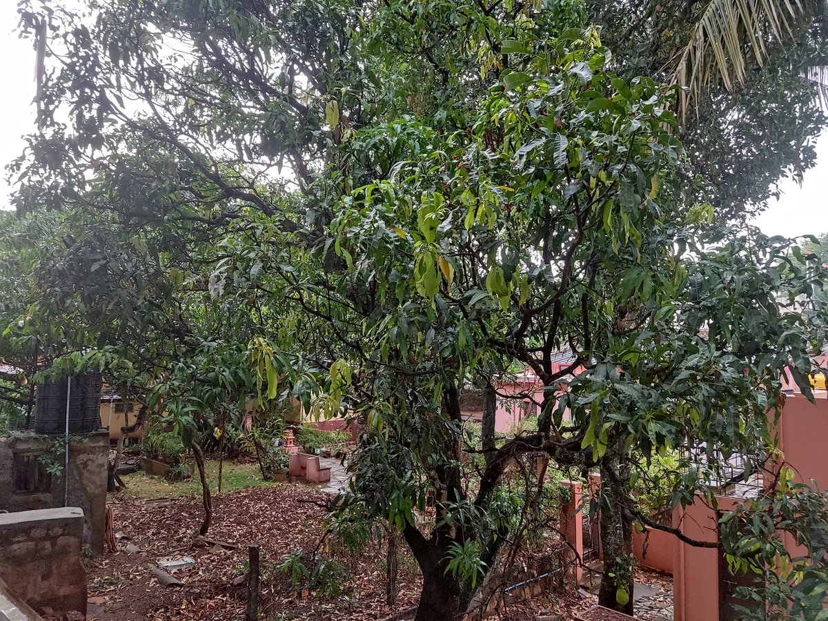 joshianilm's tweet photo. Dharwad looks more beautiful after the rain 😊 #Dharwad #Rain https://t.co/84LPxowteX