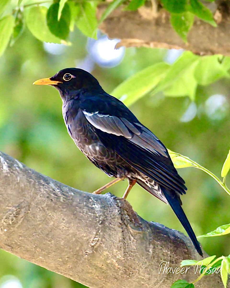 Grey-winged Blackbird

#BBCWildlifePOTD #birdwatching #ThePhotoHour #BirdsSeenIn2024 #NaturePhotography #birds #birdsofIndia @NatureattheBest @WildlifeMag @NikonIndia @praveerprasad #NikonD500 @NatGeoPhotos #natgeoindia #indiaves #HimachalPradesh