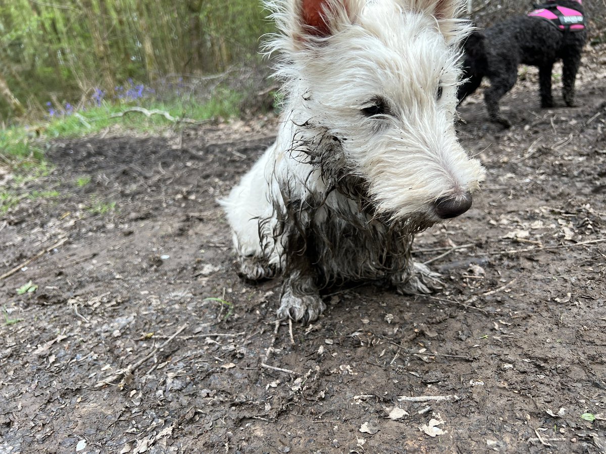 A Wheaten/White Scottie that loves mud and puddles, what could possibly go wrong 😂❤️

#ScottishTerrier #MuckyPup