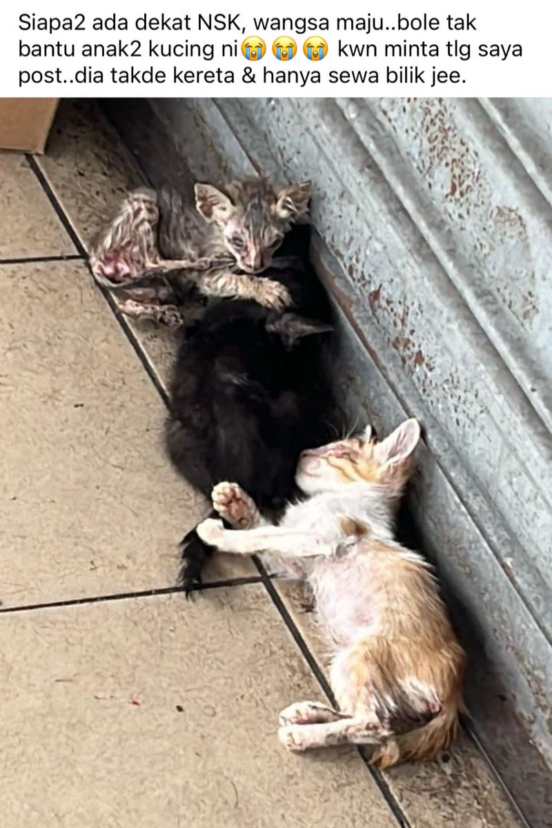 🚨🚨🚨 URGENT‼️

PLEASE HELP THESE KITTENS YALL😭😭😭

📍NSK, WANGSA MAJU

Tolong lah bantu mereka, minta tolong sangat-sangat😭 pls keep sharing this post & sape yang bantu pls update🙏🙏