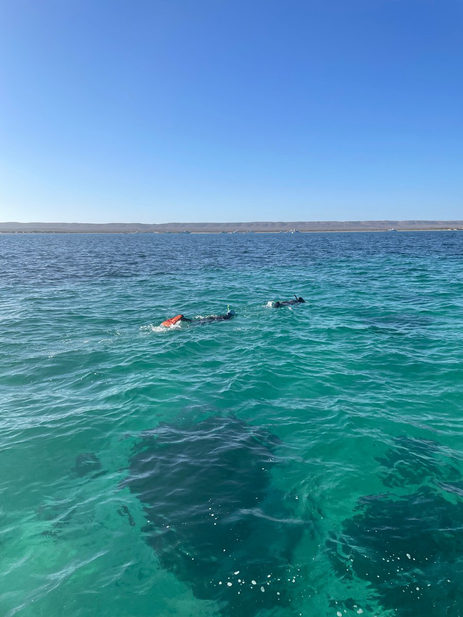 New #PhD opportunity available on marine connectivity @uwanews Guidelines for applying below 👇 researchdegrees.uwa.edu.au/projects/z0w09