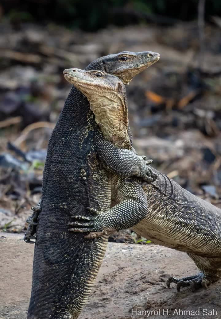 Not a friendly embrace: Asian water monitors (Varanus salvator) fighting over territory in #Brunei. Photo: Hanyrol H. Ahmad Sah. #Borneo #wildlife #reptiles #wildlifephotography