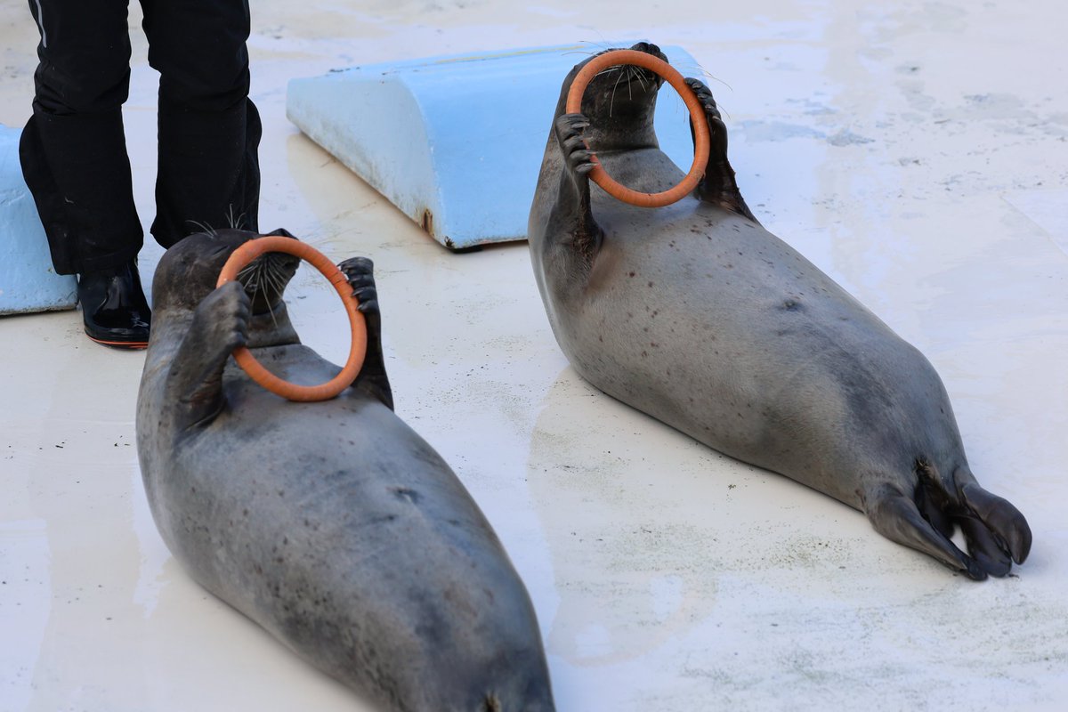 車の運転に見えます😂 「そっちの車、調子どう？」 「いい感じだね」 #おたる水族館 #ゴマフアザラシ #アザラシ