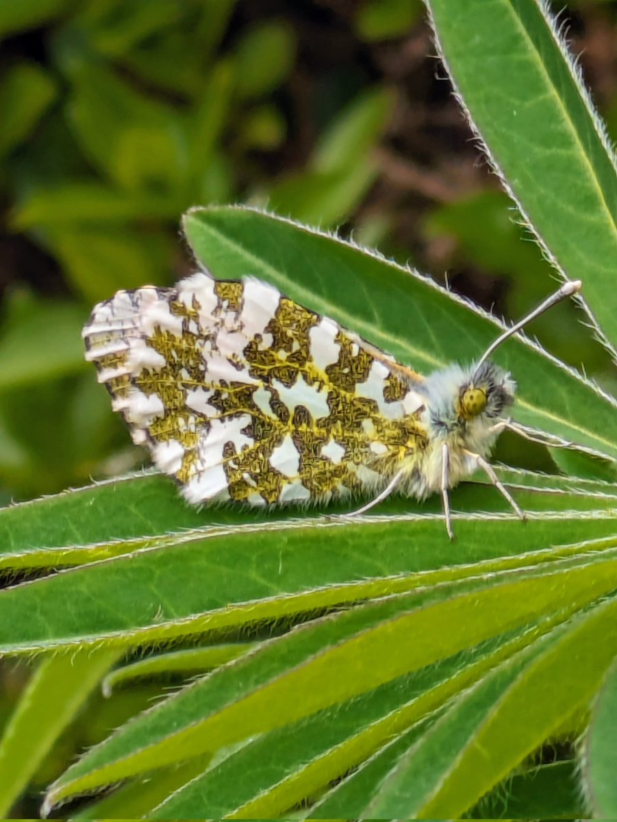 Oh wow a large marble butterfly. I've never seen one before, it was on my lupin almost camouflaged. 💚
#InsectThursday