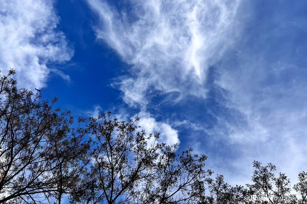 #iPhone #Photography #Spring #Nature 
#AbstractArt #SkyPaint #Trees #Clouds