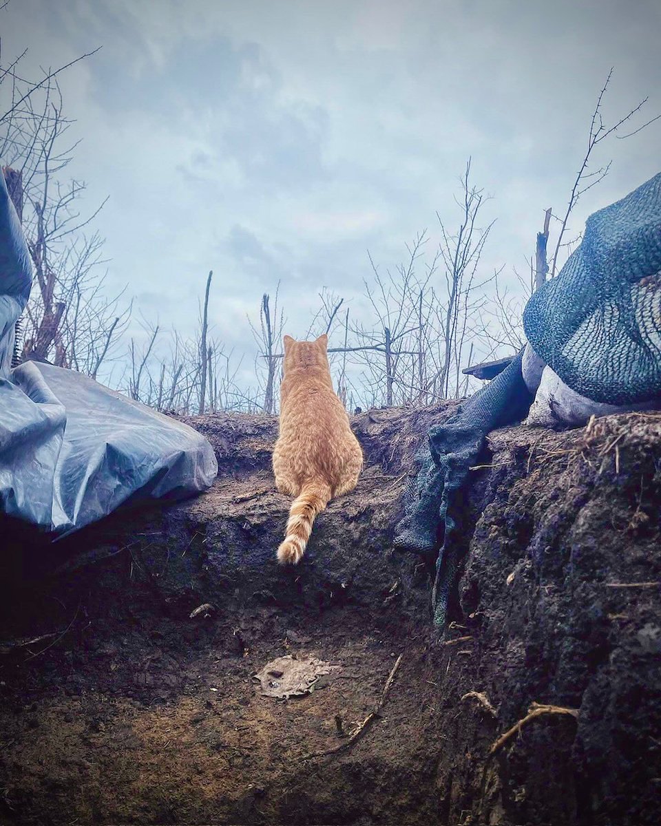 Today's Ukrainian cat---brave little ginger wondering when the damn Republicans are going to stop being cruel and fund his country's defense needs.