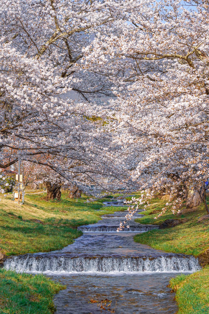 暖かな春が巡ってきた猪苗代町 観音寺川の桜