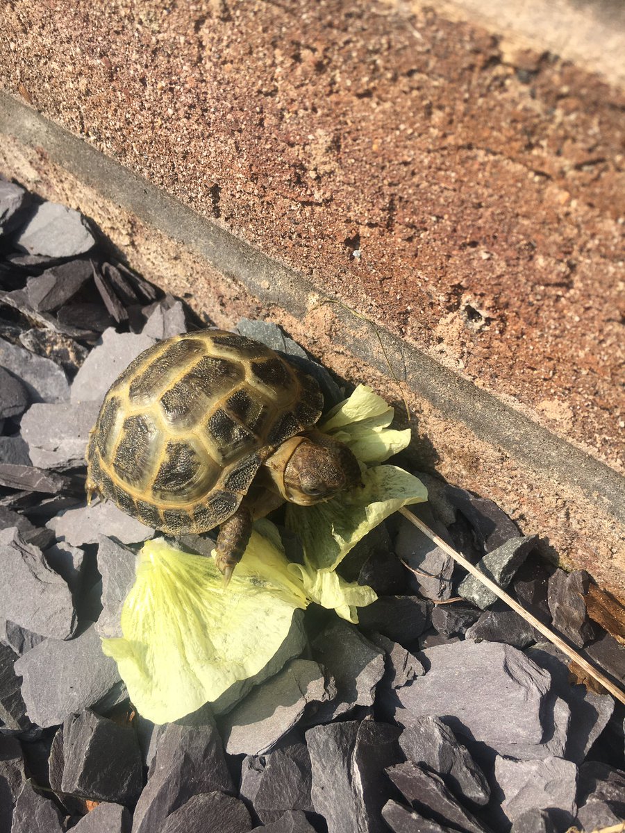 #ThrowbackThursday to my first day with my humans - I was already carrying out wall inspections! 🤣🐢💚⛑️
