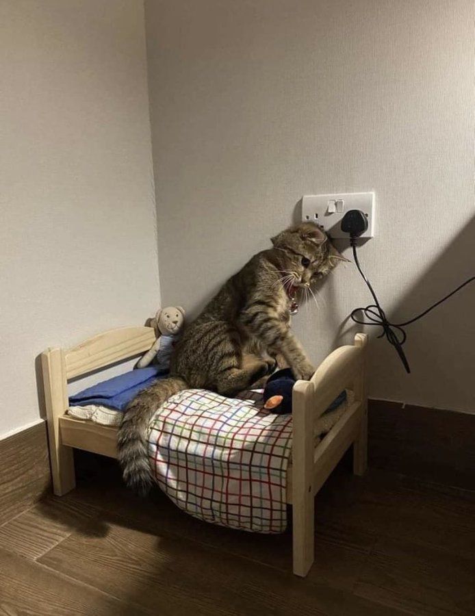 Why you should have a cat tweet media