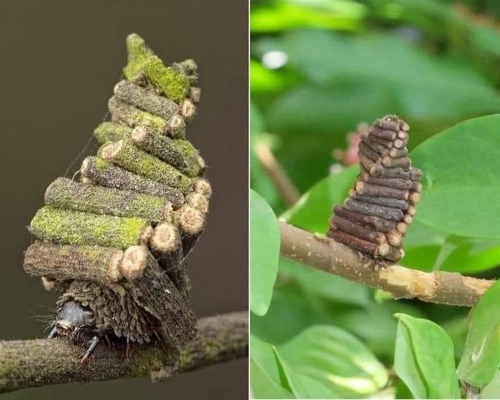 #NoDesign🙄 the Bagworm Moth Caterpillar collects and saws little sticks to construct elaborate log cabins to live in. 'Our Lord is He who gave each thing its form and then guided it.' ~ Qur'an 20:50