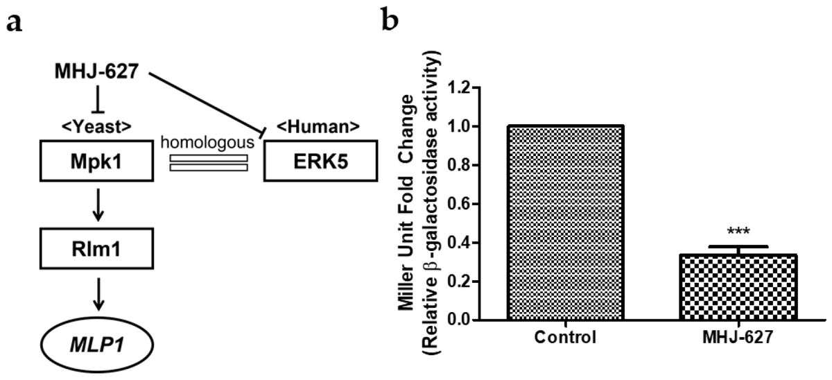 Identification of a Novel ERK5 (MAPK7) Inhibitor, MHJ-627, and Verification of Its Potent Anticancer Efficacy in #CervicalCancer HeLa Cells 👥By Ms. Jeonghye Hwang 🏦Kyung Hee University 🔗mdpi.com/1467-3045/45/7… @MDPIOpenAccess #Anticancer #Ocotherapy #GynecologicalCancer