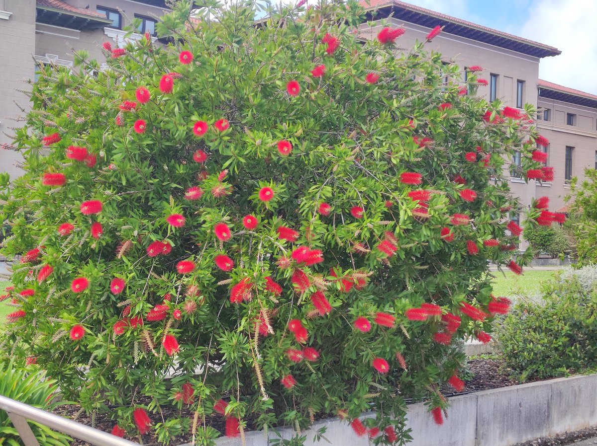 Dicen que Valdecilla es un buen hospital, pero no dicen que acaso sea un jardinero su mejor trabajador. Poligala, euryops, fotinia y calistemon en absoluto esplendor.